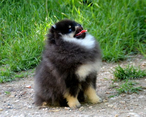 Reinrassige Pomeranian Welpen zu verkaufen.
