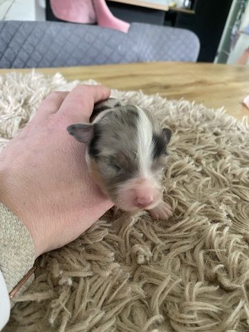 Australian Shepherd Welpen