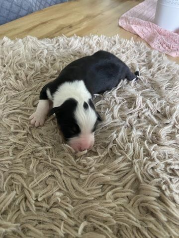 Australian Shepherd Welpen