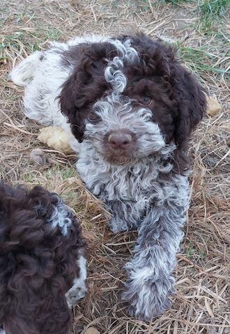 Reinrassige Lagotto Romagnolo-Welpen mit Papieren