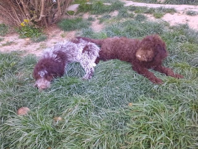 Reinrassige Lagotto Romagnolo-Welpen mit Papieren