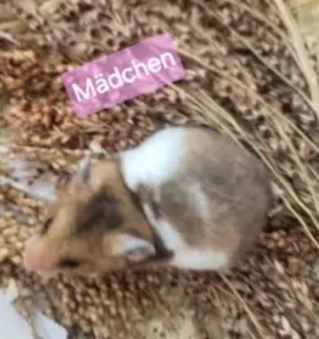 Handzahme Goldhamsterbabys aus Liebhaberzucht