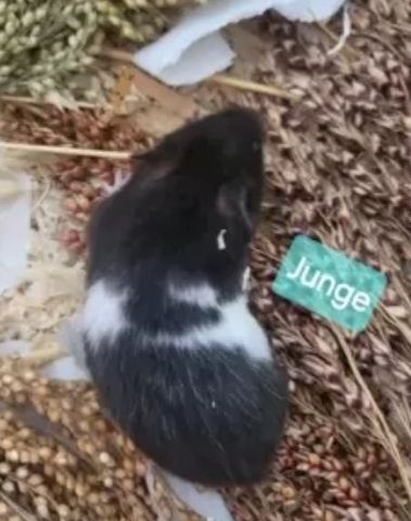 Handzahme Goldhamsterbabys aus Liebhaberzucht