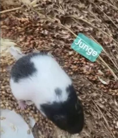 Handzahme Goldhamsterbabys aus Liebhaberzucht