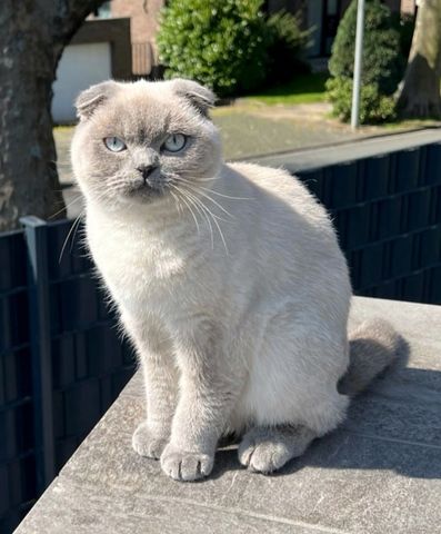 Britisch Kurzhaar Scottish Fold