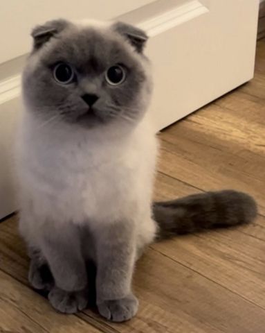 Britisch Kurzhaar Scottish Fold