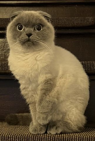 Britisch Kurzhaar Scottish Fold