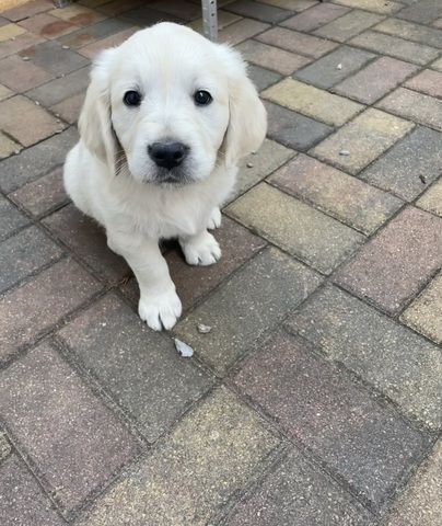 Golden Retriever Welpen