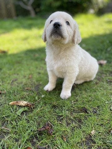 Golden Retriever Welpen