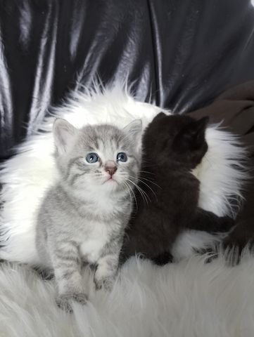 Kitten, Babykatze, BKH Katze, Kätzchen