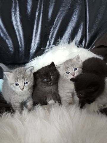 Kitten, Babykatze, BKH Katze, Kätzchen
