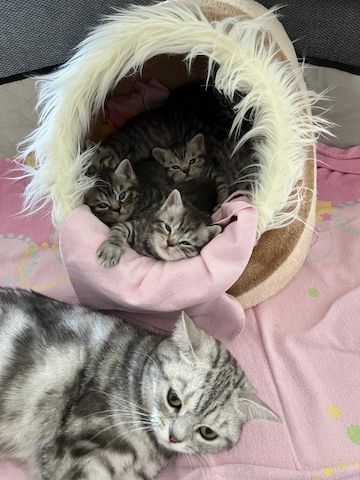 Wunderschöne BKH Kitten in Whiskas-Look mit Stammbaum