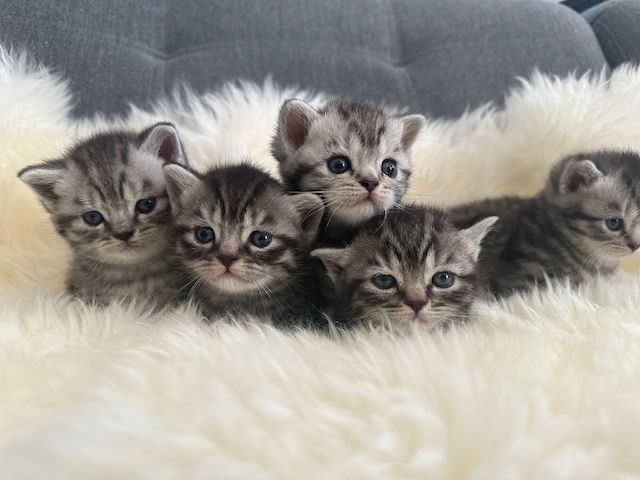 Wunderschöne BKH Kitten in Whiskas-Look mit Stammbaum