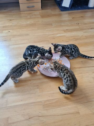 3x Bengalkatzen Babys