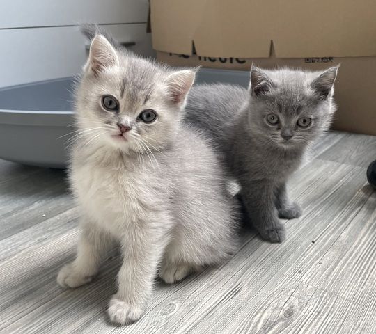 BKH Kitten Mädels suchen liebevolles Zuhause