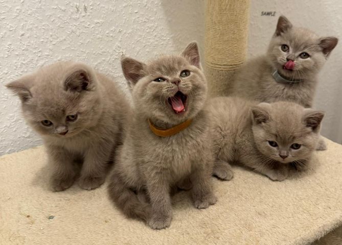 Reinrassige Bkh Kitten Grau, Beige, Weiss