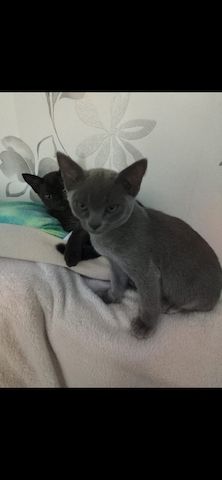 2 kleine kitten