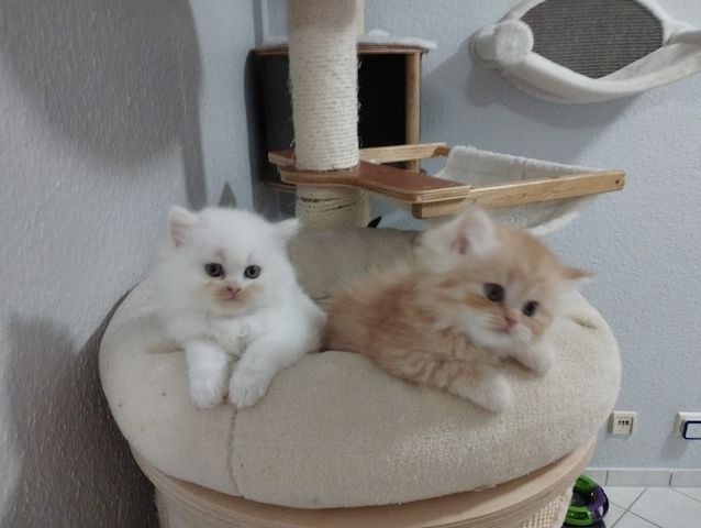  Perser Kitten