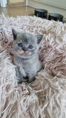 Wunderschöne Britisch Kurzhaar Kätzchen mit STammbaum
