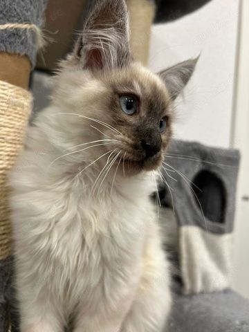 Maine Coon Kitten Weiß/grau/braun mit blauen Augen