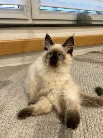 Maine Coon Kitten Weiß/grau/braun mit blauen Augen