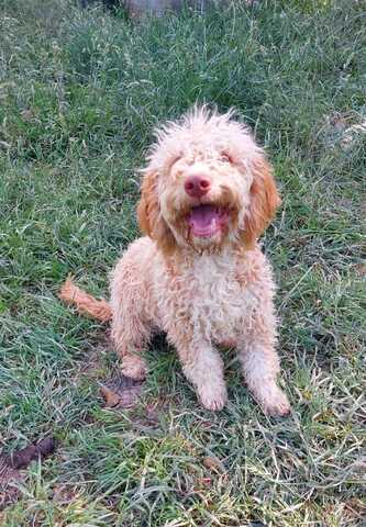 Reinrassige Lagotto Romagnolo-Welpen mit Papieren