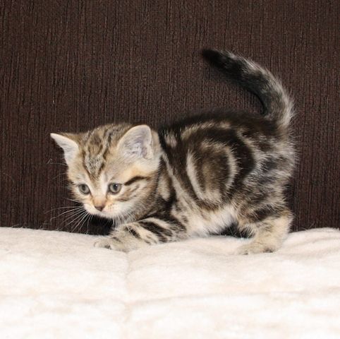 BKH  Kitten