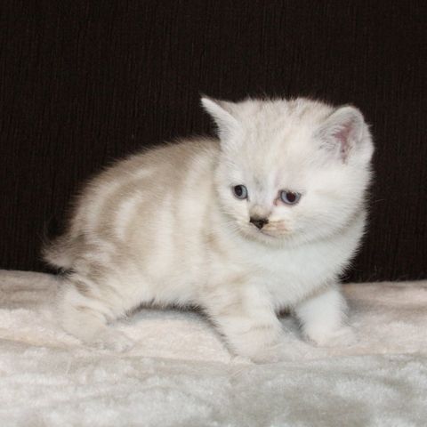 BKH  Kitten