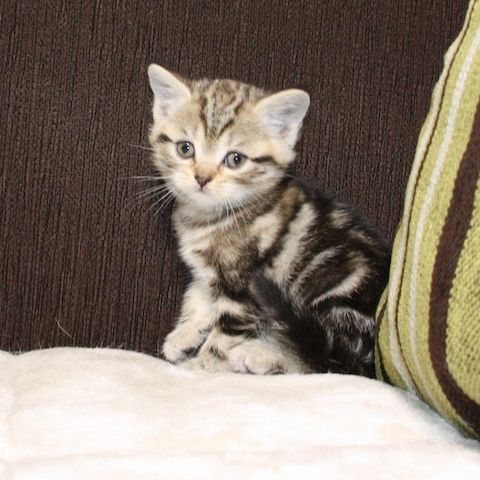 Britisch Kurzhaar Kitte zu verkaufen