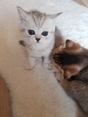 zauberhafte verschmuste Kitten, Britisch Kurzhaar