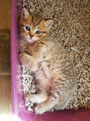 zauberhafte verschmuste Kitten, Britisch Kurzhaar