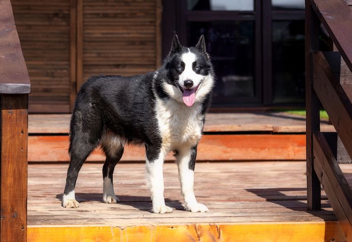 Silver (Laika-Rasse) sucht eine Familie.
