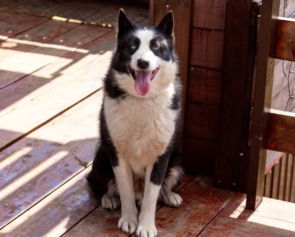 Silver (Laika-Rasse) sucht eine Familie.
