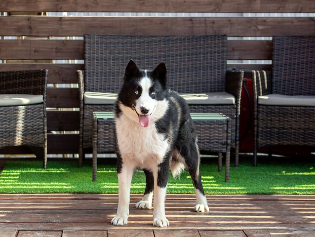 Silver (Laika-Rasse) sucht eine Familie.