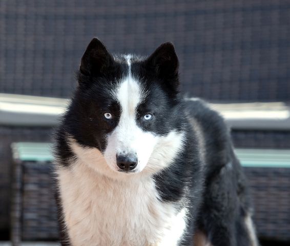 Silver (Laika-Rasse) sucht eine Familie.