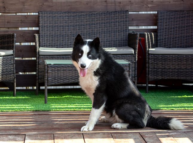 Silver (Laika-Rasse) sucht eine Familie.