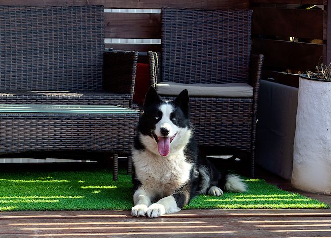 Silver (Laika-Rasse) sucht eine Familie.