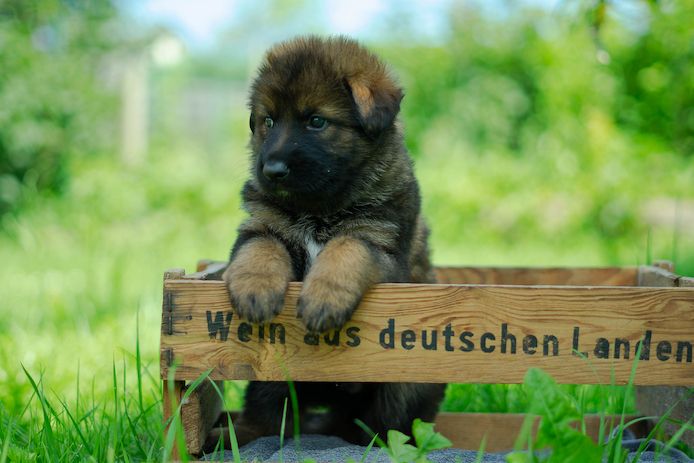Deutsche Schäferhund