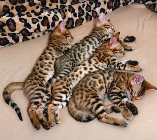 Bengal kitten