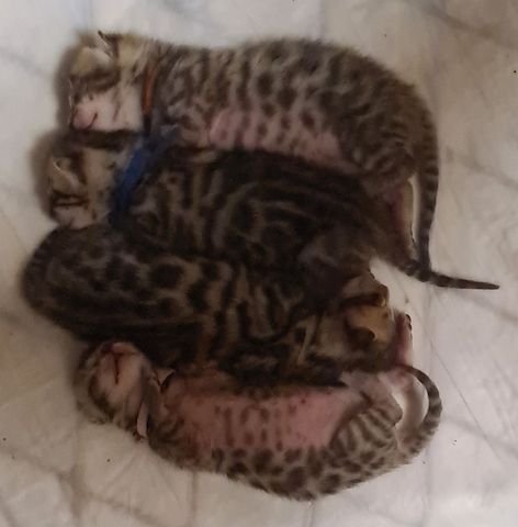 Bengal kitten