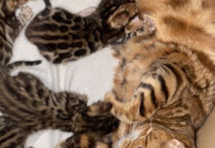 Schöne Bengal-Kätzchen