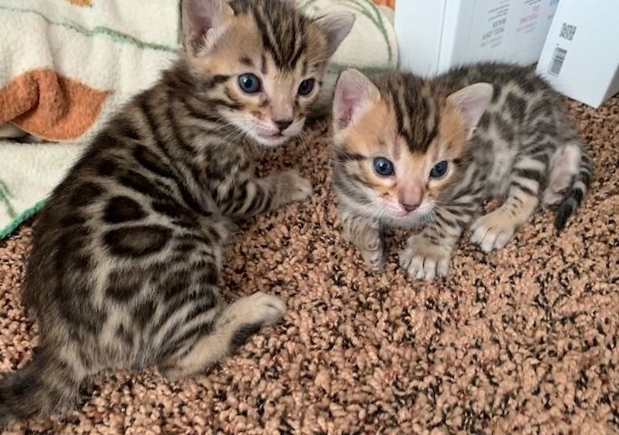 Bengal-Kätzchen bereit