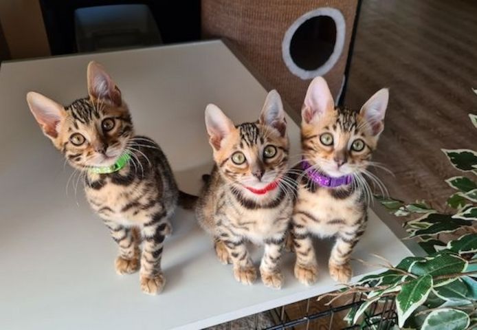 Süße Reinrassige Bengal Kittens