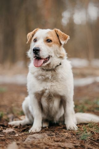 Der hübsche Corgi-Mischling Dobryak(40cm) sucht eine Familie