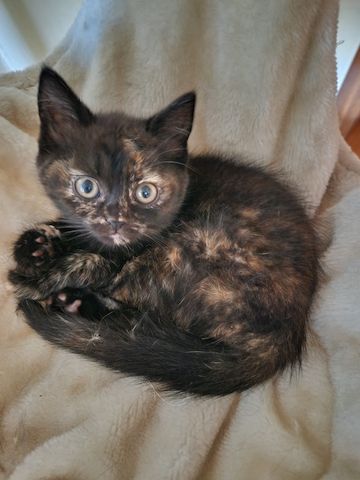 Britsch kurzhaar Maine coon kitten