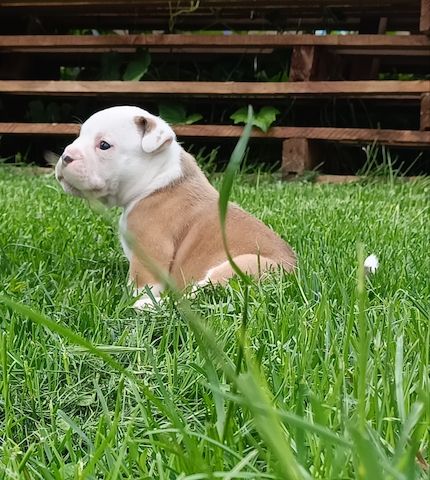Old english Bulldog