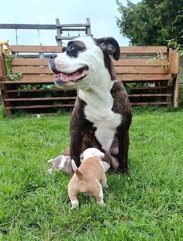 Old english Bulldog