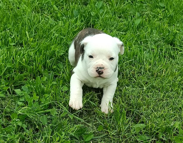 Old english Bulldog