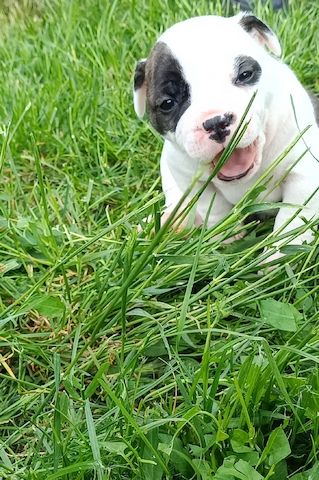 Old english Bulldog