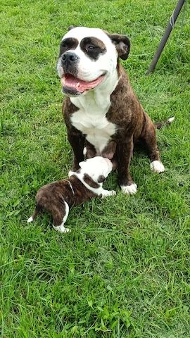 Old english Bulldog